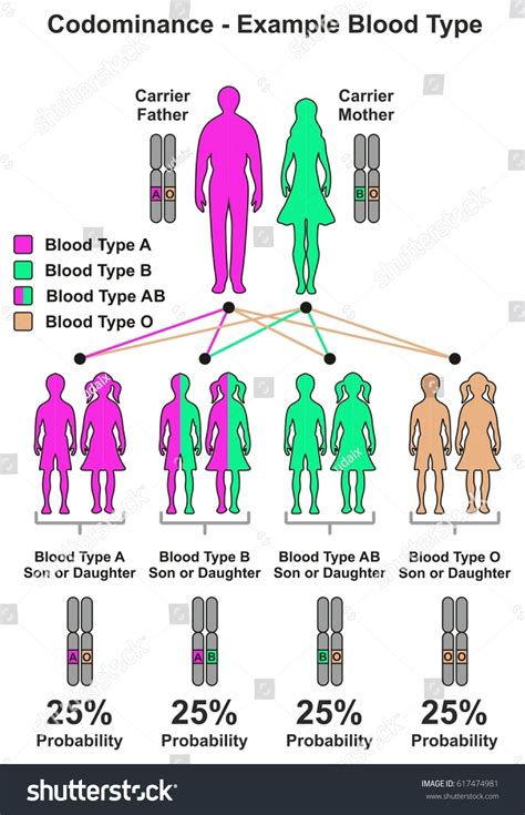 Codominance Example Blood Type Infographic Diagram เวกเตอรสตอก ปลอดคาลขสทธ