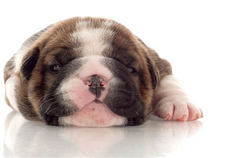 Newborn Bulldog Puppies Stock Photos Pictures And Royalty Free Images