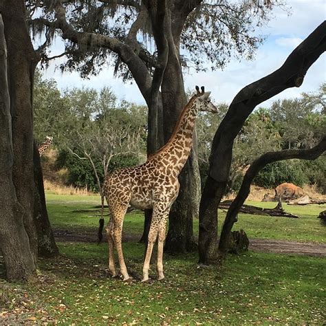See Giraffes This Close On Kilimanjaro Safari At Disneys