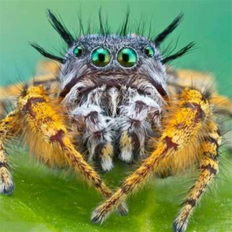 Most insects crawl, and some fly, but a few are world class jumpers. Pin by Karsten Hoffmann on animals | Jumping spider ...