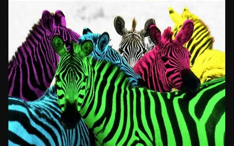 When Nothing Goes Right Go Left And Look At Those Zebras Zebra