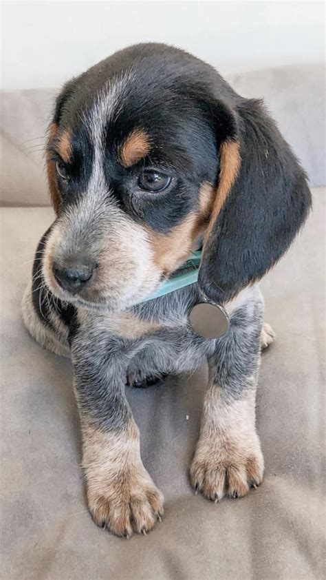 New Puppy Shes A Blue Tick Beagle Thats Nameless I Need Your Help