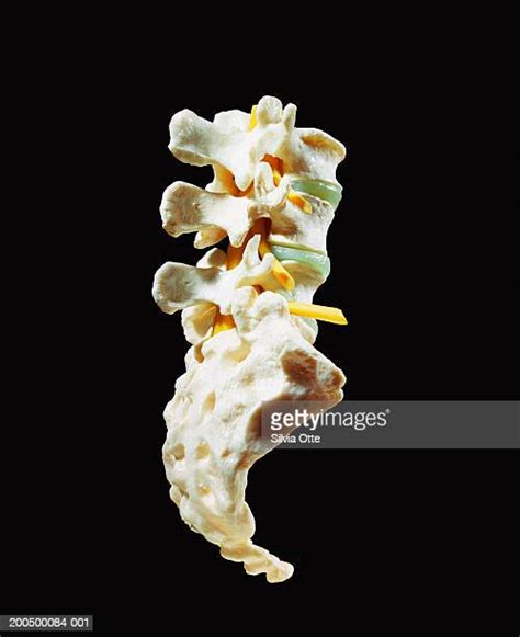 Tailbone Photos And Premium High Res Pictures Getty Images