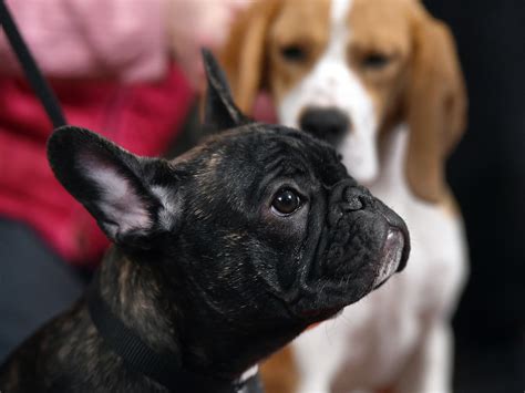 French Bulldog Beagle Mix Puppies