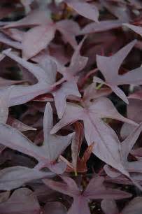 All sweet caroline sweet potato vines are great for patio planters and landscaping projects in full sun and shade. Sweet Caroline Raven Sweet Potato Vine (Ipomoea batatas ...