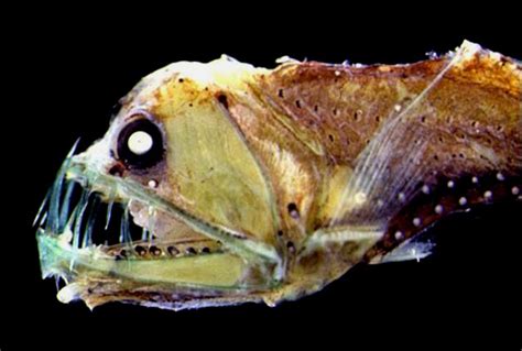 Real Monstrosities Sloanes Viperfish