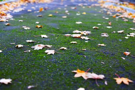 Autumn Leaves And Green Moss Stock Photo Image Of Green Outdoor