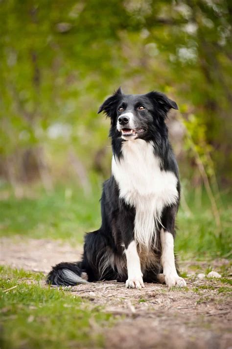 Facts You Need To Know About The Border Collie Golden Retriever Mix