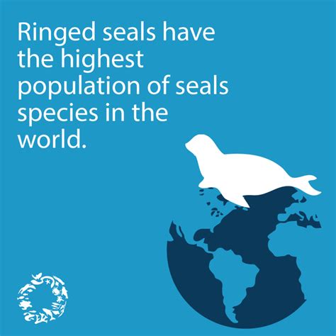Wildlife Fact Sheets Ringed Seal Ocean Conservancy