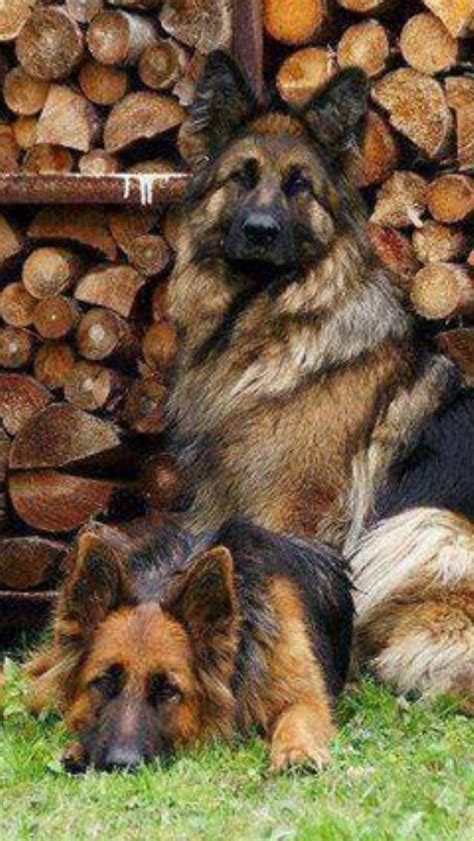 Preciosos With Images German Shepherd Dogs Types Of