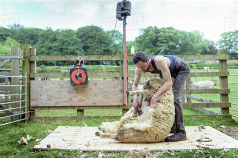 Sheep Shearer Shearing Sheep In Pen In Field Stock Photo Dissolve