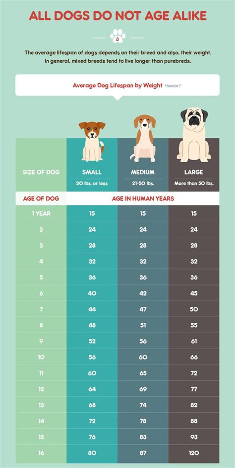 How To Calculate Shih Tzu Age Shih Tzu Dog