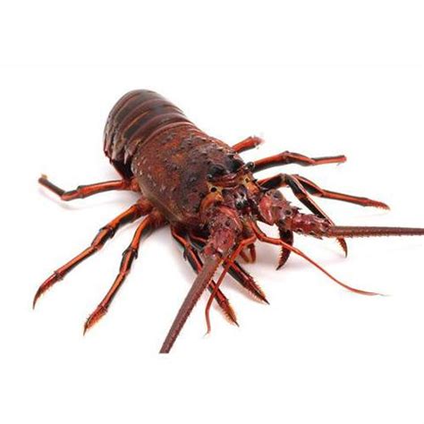 Seafood Lobster California Spiny Lobster Chefs Choice Specialty