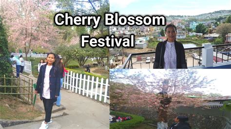 Mlcu Campus Nongrah Cherry Blossom Festival 2023 Wards Lake