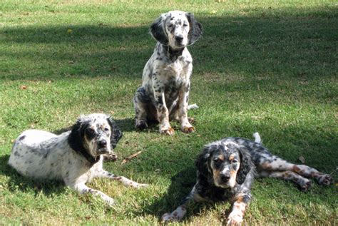 See llewellin setter pictures, explore breed traits and characteristics. llewellin setter pups | Pup, Animals, Dogs