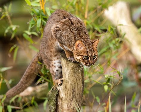 12 Rare Wild Cat Species You Probably Didnt Know Exist Bored Panda