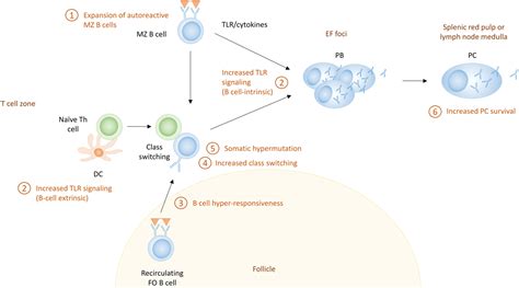 Frontiers Plasma Cell Differentiation Pathways In Systemic Lupus