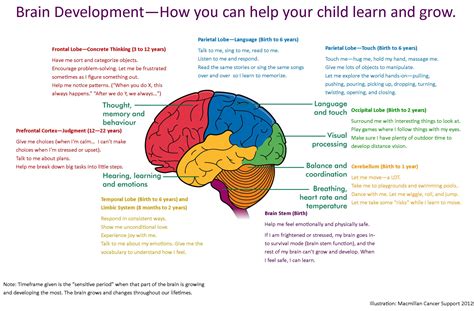 Brain Development How To Help Your Child Learn And Grow More Good