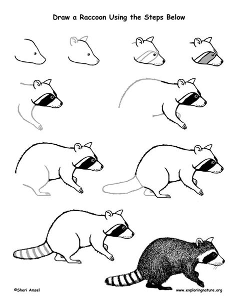 Https://flazhnews.com/draw/how To Draw A Racoon Easy