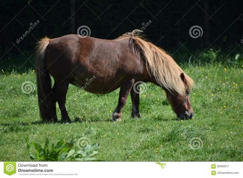 Brown Pony Stands On The Grass Stock Image Image Of Pony Beautiful