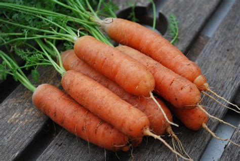 Carrot Varieties Varieties Of Carrots Types Of Carrots