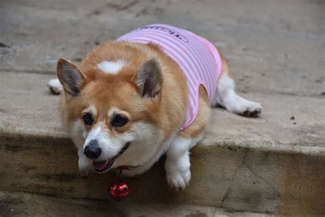 Fat Corgi Is A Problem — What To Do