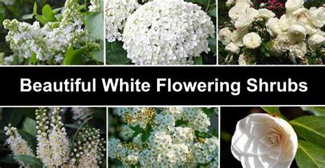 19 Beautiful White Flowering Shrubs With Pictures Identification
