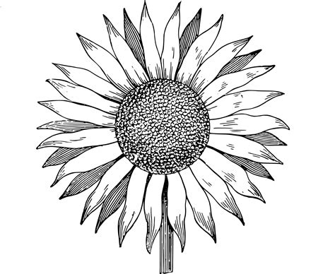 Sketch Sunflower Drawing Erposanocomiendoyjugando