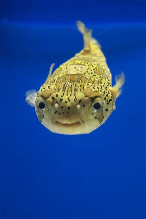 31 Best Pufferfish Images On Pinterest Ocean Creatures