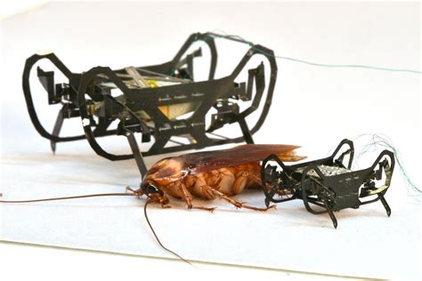 Next Generation Cockroach Inspired Robot Is Small But Mighty Nature World News