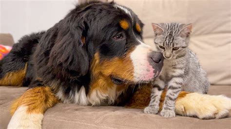 How A Bernese Mountain Dog And A Kitten Became Friends Youtube