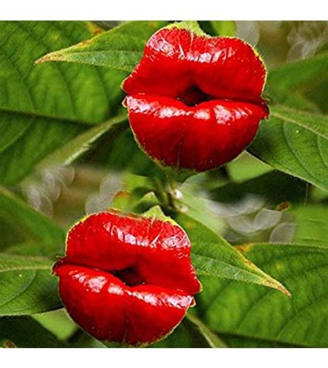 Buy Red Lips Flower Seed 25 Pcs Online