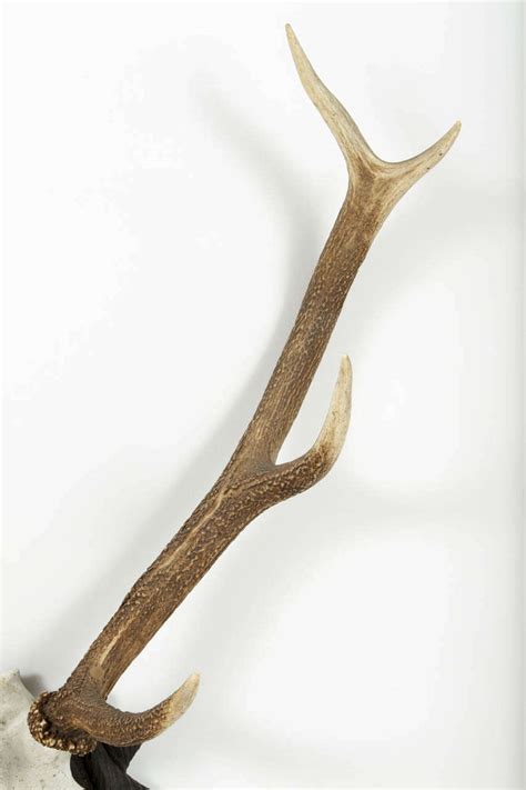 Red Stag Antlers At 1stdibs