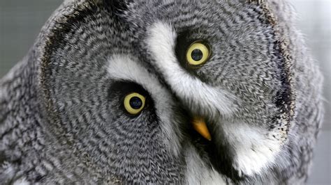 How Owls Spin Their Heads Without Tearing Arteries Shots Health