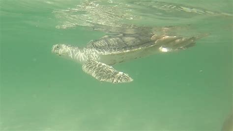 Navarre And Perdido Key Sea Turtles Rehabbed And Released In South Walton