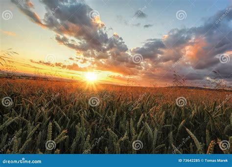 Colorful Sunset Over Wheat Field Stock Image Image Of Colorful