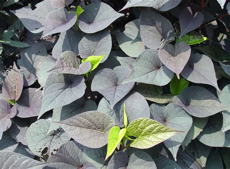Bleeding heart vines can also propagated from seed in spring. Garden Housecalls - Ornamental sweet potato vine
