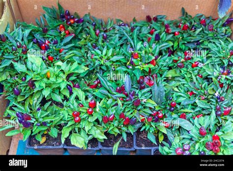 Dark Red Chili Pepper Plants In Pots Stock Photo Alamy