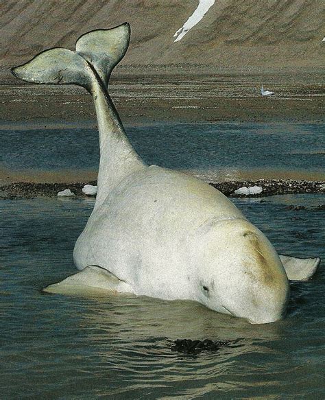 Vintage National Geographic A Beluga Whale Stranded By An Ebb Tide