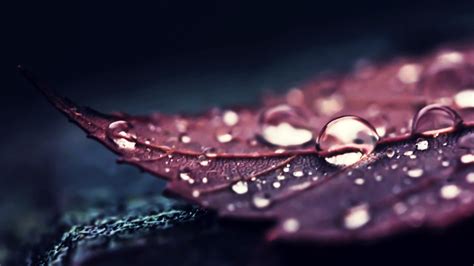 Nature Leaves Water Macro Water Drops Hd Wallpapers Desktop And