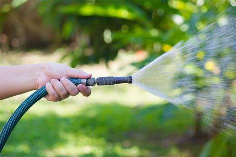 Working Watering Garden From Hose Stock Image Image Of Nature Hose 53430619