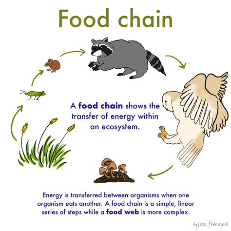 Food Chain Definition And Examples Biology Online Dictionary