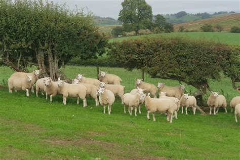 75 Texel Cheviot Cross Breeding Lambs Sellmylivestock