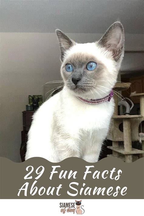 29 Fun Facts You Didnt Know About Siamese Cats Siamese Cats Funny
