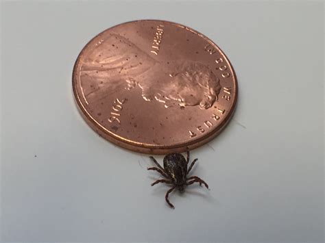 Tick Season Is Here Nc Cooperative Extension