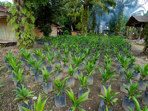 The seedlings can be transplanted to the field at the end of 12th month in the secondary after proper culling. Palm oil nursery | SNV-Indonesia REAP / Palm Oil using ...