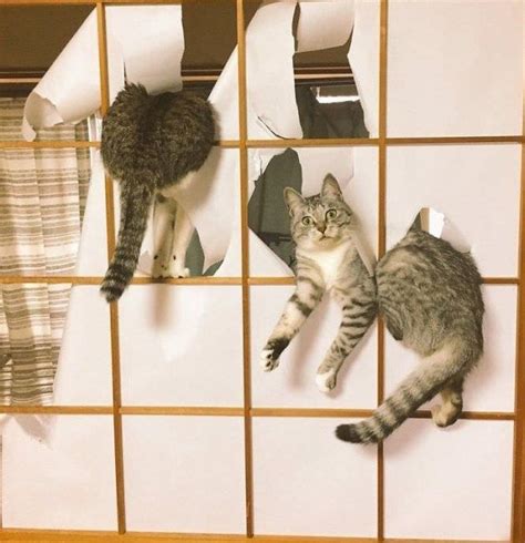 22 Pictures Of Cats Being Jerks Cute Floofy Jerks Cats Animals Funny Cats