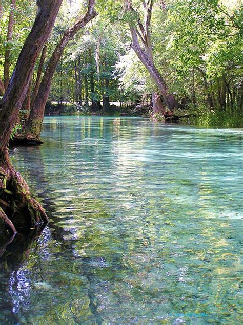 Ginnie Springs Florida Need To Go Back Home And Float