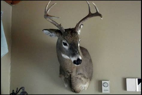 Aggressive Deer Mount Decoy Bow Mount Heads Up Decoy We Are The