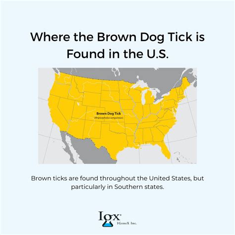 💚 Tick Education 💚⁠⁠ ⁠⁠ This Week Were Highlighting The Brown Dog Tick